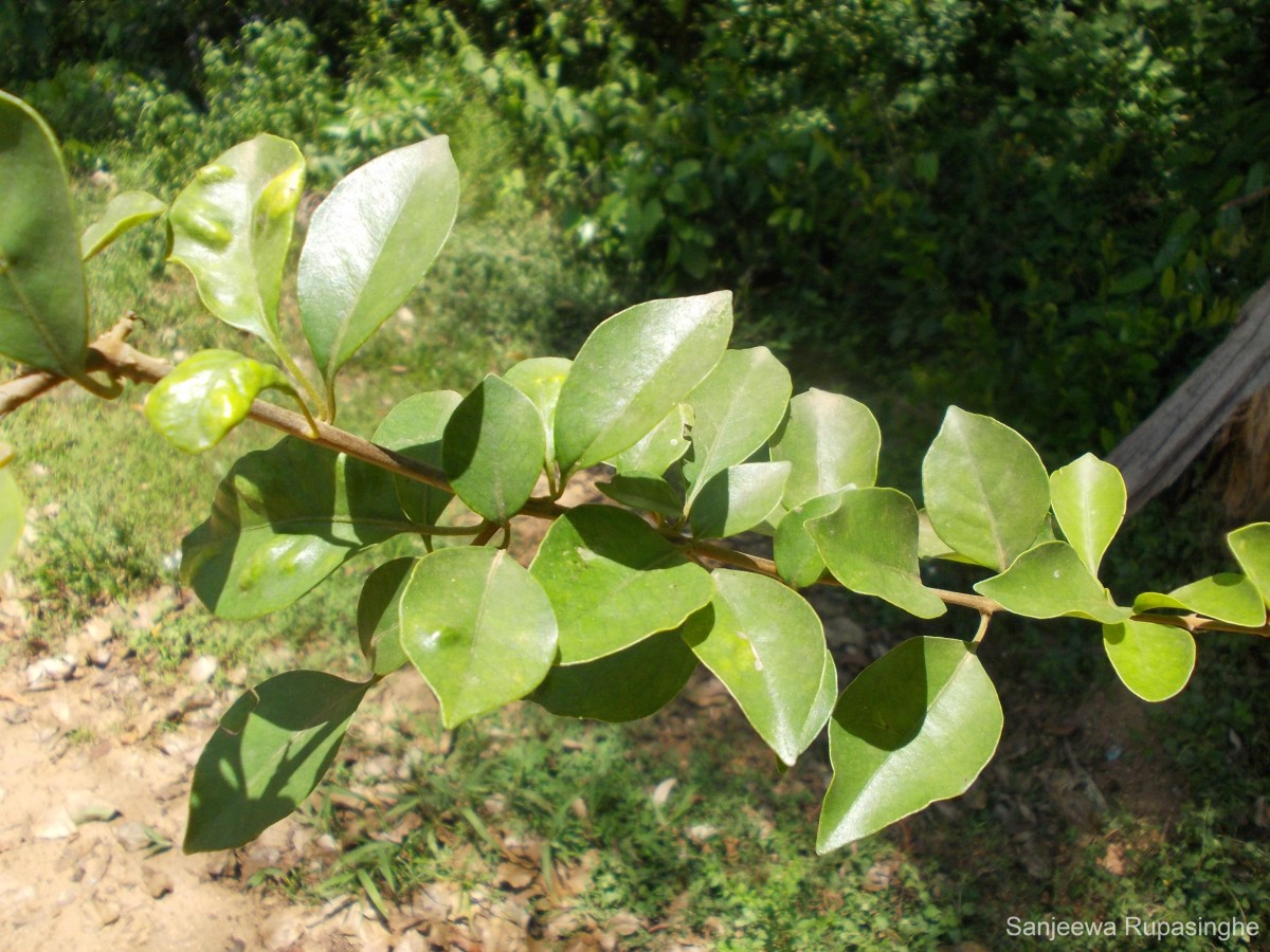 Pisonia aculeata L.